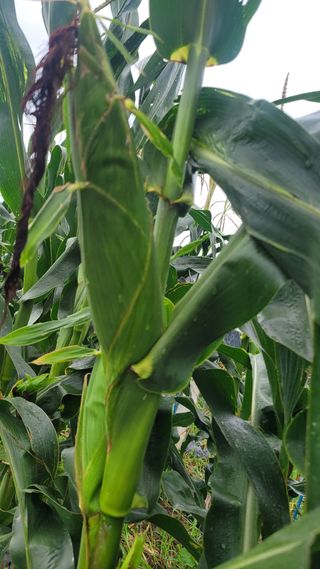 송용민님의 옥수수 · 영농일지 작성글 사진