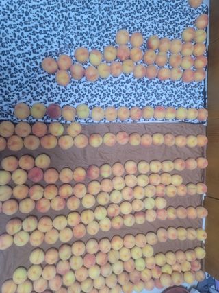 꽁지머리님의 복숭아 · 영농일지 작성글 사진