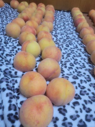 꽁지머리님의 복숭아 · 영농일지 작성글 사진