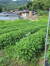 팜모닝 기타작물·영농일지 게시글 이미지