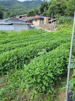 유윤주님의 기타작물 · 영농일지 작성글 사진