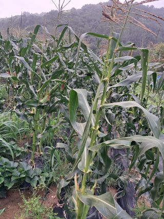 이학구님의 옥수수 · 영농일지 작성글 사진