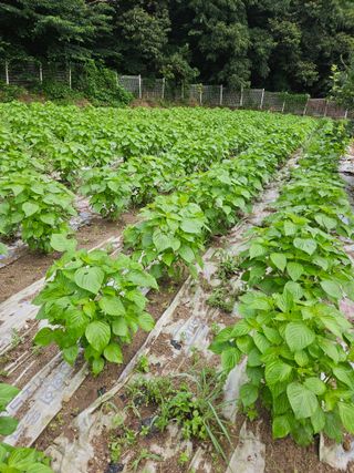 송인자님의 들깨 · 영농일지 작성글 사진