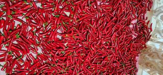 이연규님의 고추 · 영농일지 작성글 사진