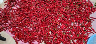 이연규님의 고추 · 영농일지 작성글 사진