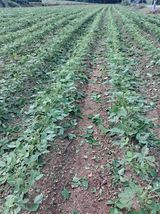 팜모닝 콩·영농일지 게시글 이미지