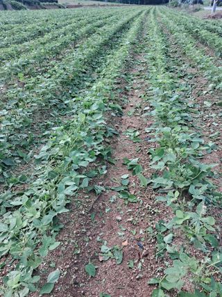 박인규님의 콩 · 영농일지 작성글 사진