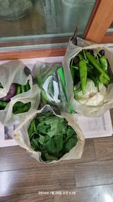 팜모닝 양배추·영농일지 게시글 이미지