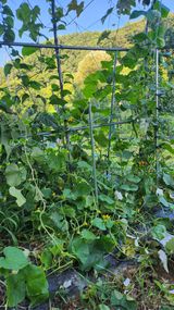 팜모닝 토마토·영농일지 게시글 이미지