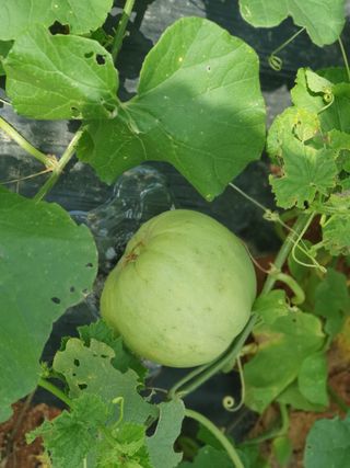 마바리63님의 기타작물 · 영농일지 작성글 사진