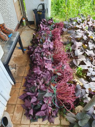 마바리63님의 기타작물 · 영농일지 작성글 사진