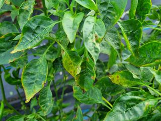 옥수수6253님의 고추 · 병해충상담 작성글 사진