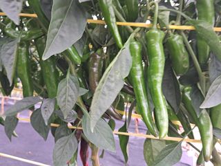 김영순님의 고추 · 영농일지 작성글 사진