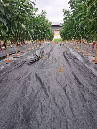 김영순님의 고추 · 영농일지 작성글 사진