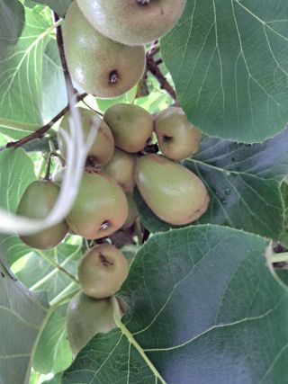 김영순님의 고추 · 영농일지 작성글 사진