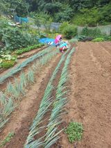 팜모닝 파·영농일지 게시글 이미지