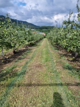 김남식님의 사과 · 영농일지 작성글 사진