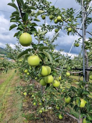 김남식님의 사과 · 영농일지 작성글 사진