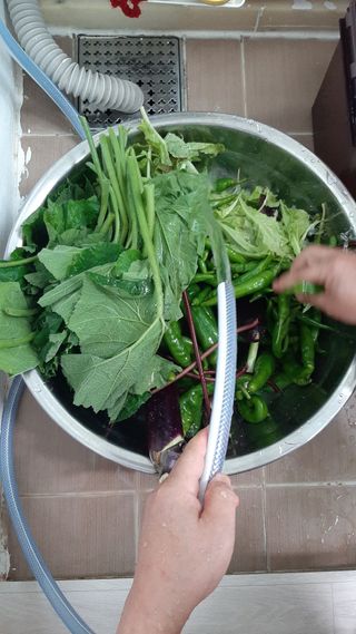 향양농장 사랑합니다님의 고추 · 수확 작성글 사진