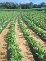 팜모닝 콩·영농일지 게시글 이미지