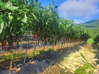박준호님의 자유주제 · 자유게시판 작성글 사진