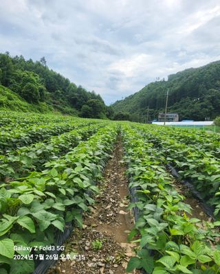 도울농장 이원용님의 콩 · 영농일지 작성글 사진