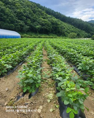 도울농장 이원용님의 콩 · 영농일지 작성글 사진