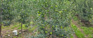 미스터션샤인님의 🌧️7월 내 작물 자랑하기 · 참여글 작성글 사진