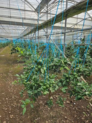 현미자님의 귤 · 영농일지 작성글 사진