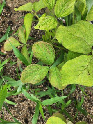 횡성군자연인님의 콩 · 병해충상담 작성글 사진