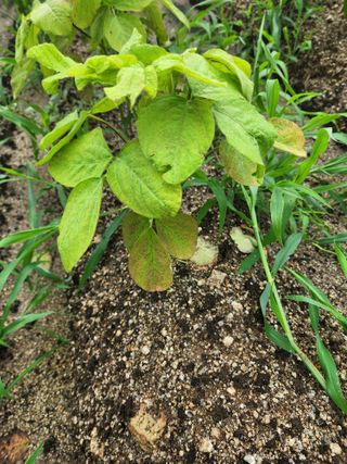 횡성군자연인님의 콩 · 병해충상담 작성글 사진