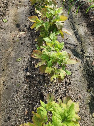 횡성군자연인님의 콩 · 병해충상담 작성글 사진