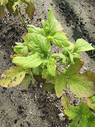 횡성군자연인님의 콩 · 병해충상담 작성글 사진