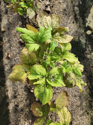 횡성군자연인님의 콩 · 병해충상담 작성글 사진