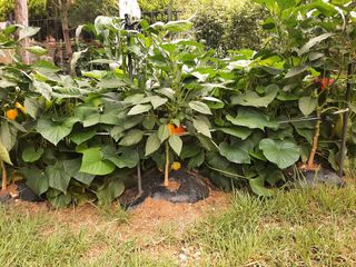 이응천님의 기타작물 · 영농일지 작성글 사진