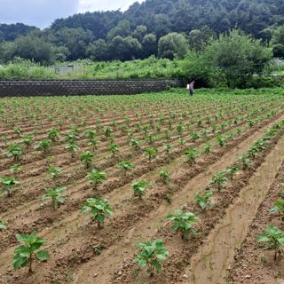 마늘16716님의 들깨 · 영농일지 작성글 사진