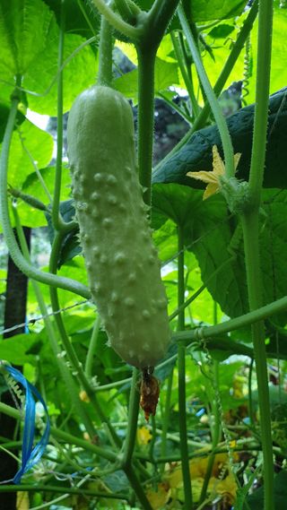 마늘양파참님의 🌧️7월 내 작물 자랑하기 · 참여글 작성글 사진