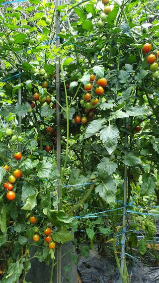 마늘양파참님의 🌧️7월 내 작물 자랑하기 · 참여글 작성글 사진