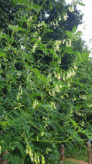 마늘양파참님의 🌧️7월 내 작물 자랑하기 · 참여글 작성글 사진
