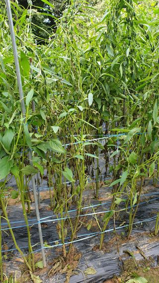 마늘양파참님의 🌧️7월 내 작물 자랑하기 · 참여글 작성글 사진