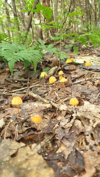 마늘양파참님의 🌧️7월 내 작물 자랑하기 · 참여글 작성글 사진