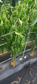 팜모닝 자유주제·자유게시판 게시글 이미지