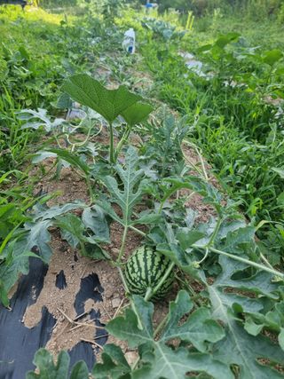 복자곰농장님의 기타작물 · 영농일지 작성글 사진