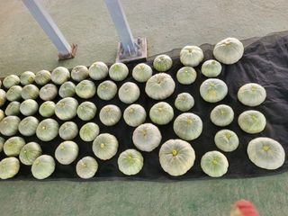 문영숙님의 호박 · 영농일지 작성글 사진