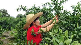 이명희님의 귤 · 영농일지 작성글 사진