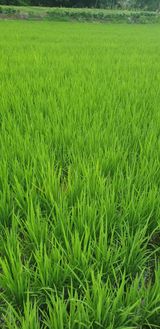 팜모닝 벼·영농일지 게시글 이미지