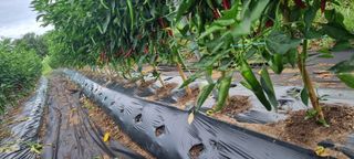 신철승님의 🌧️7월 내 작물 자랑하기 · 참여글 작성글 사진