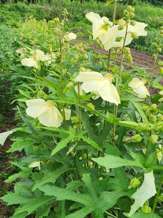 호산님의 🌧️7월 내 작물 자랑하기 · 참여글 작성글 사진