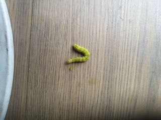 초보굴백이님의 참깨 · 자유게시판 작성글 사진