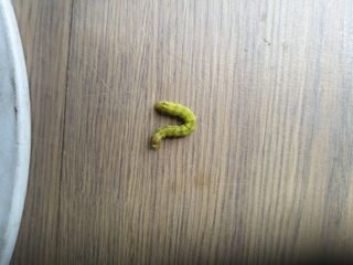 초보굴백이님의 참깨 · 자유게시판 작성글 사진